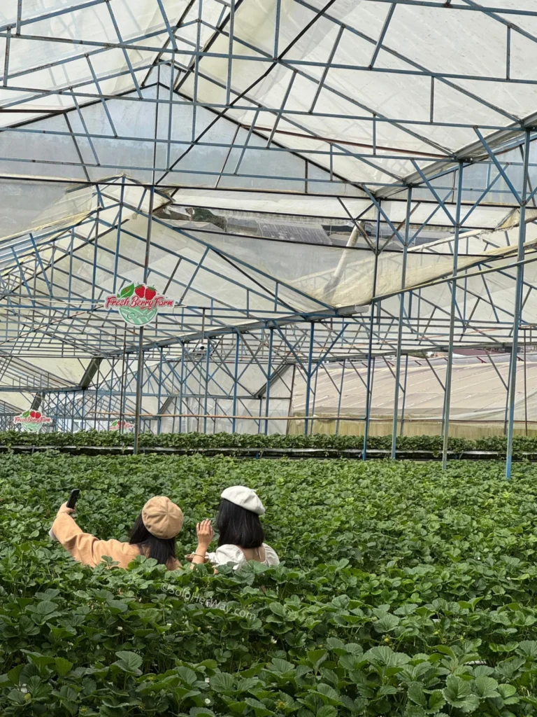 Visitors taking photos inside a greenhouse strawberry farm, highlighting how social media influences unique travel experiences and destination choices.